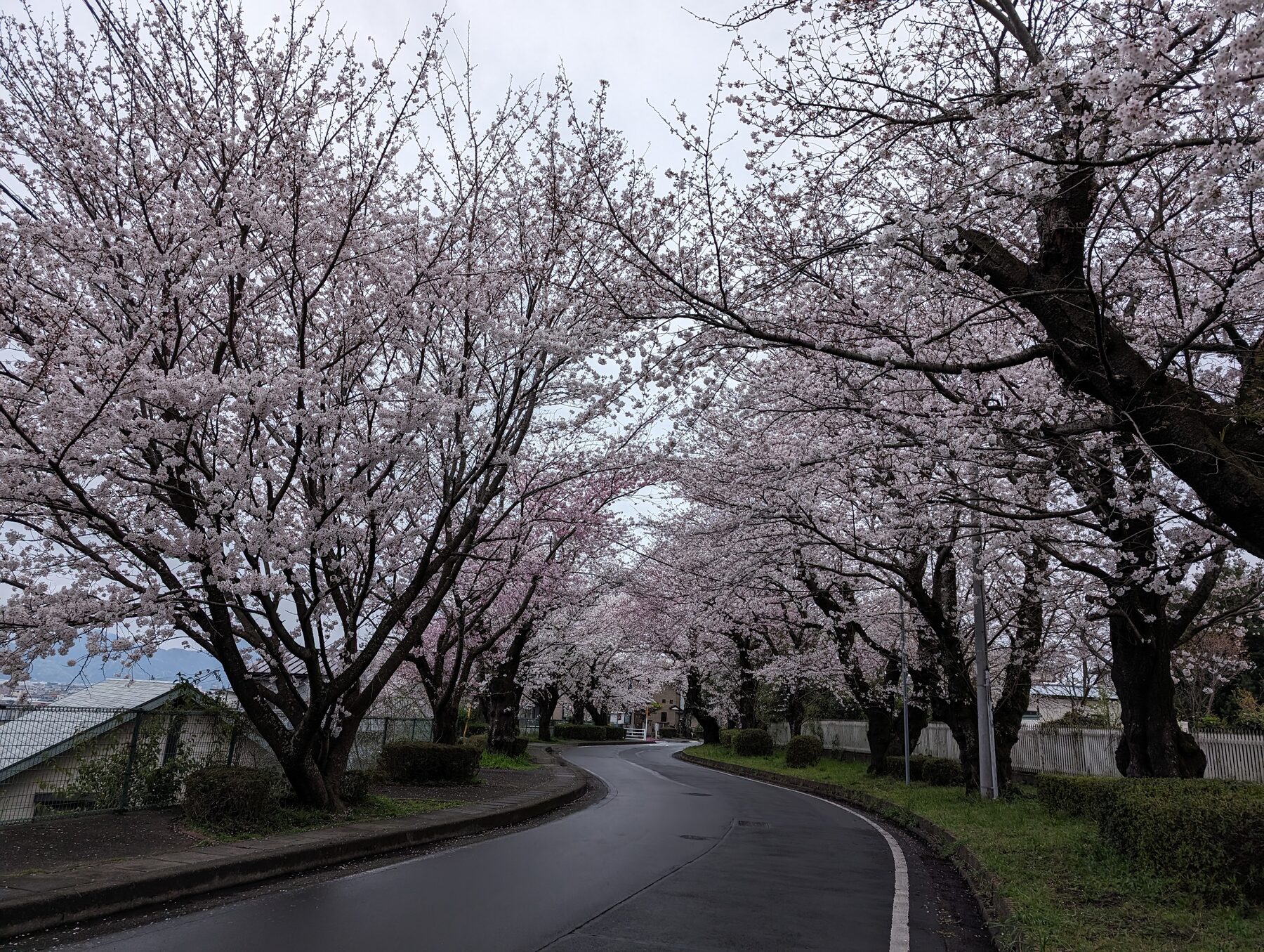 遺伝研前の道路にできた桜のアーチ