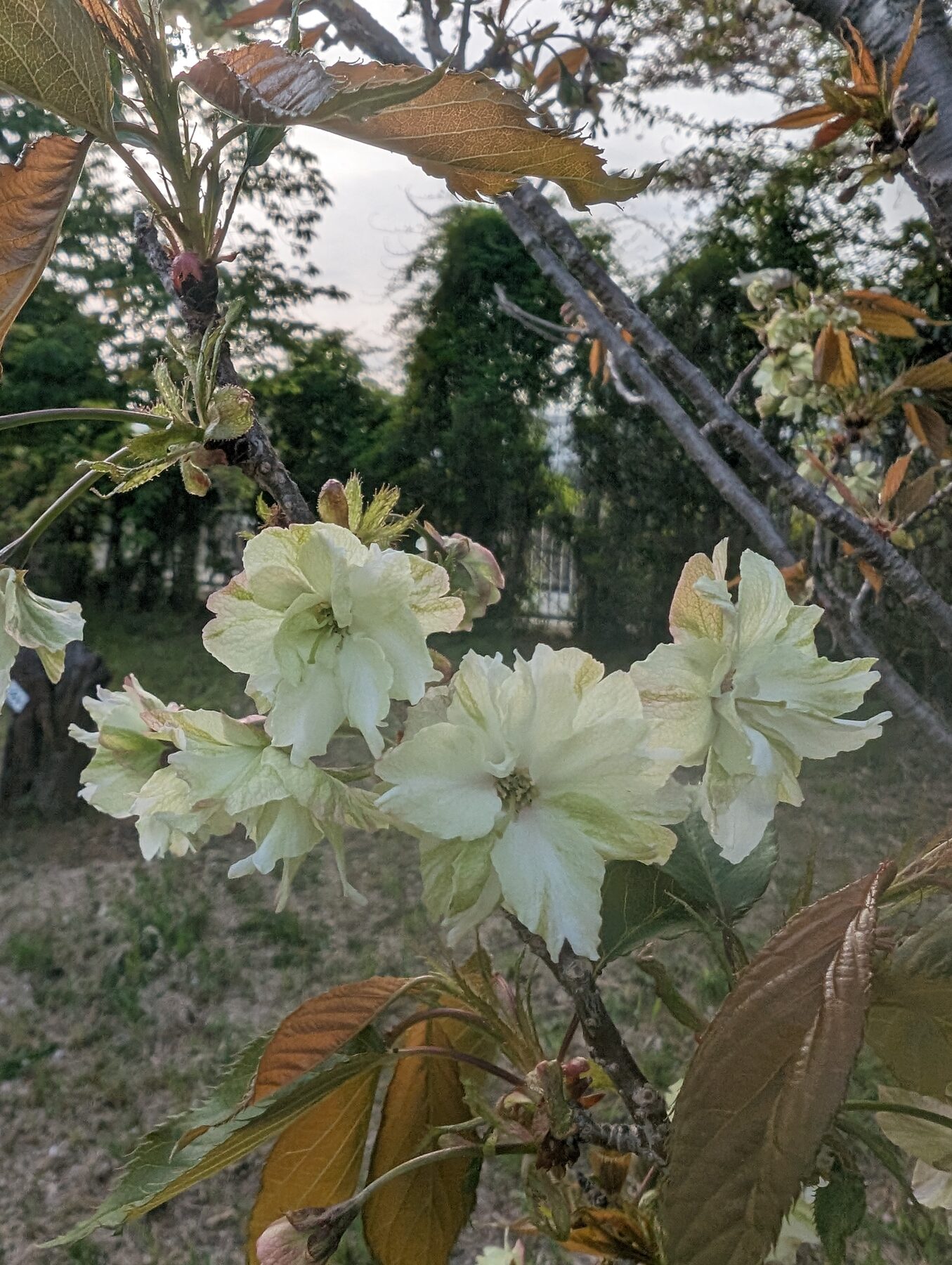 遺伝研の御衣黄