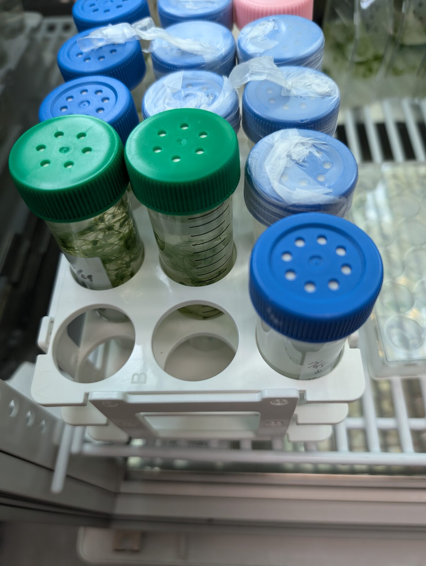 立教大学で講義