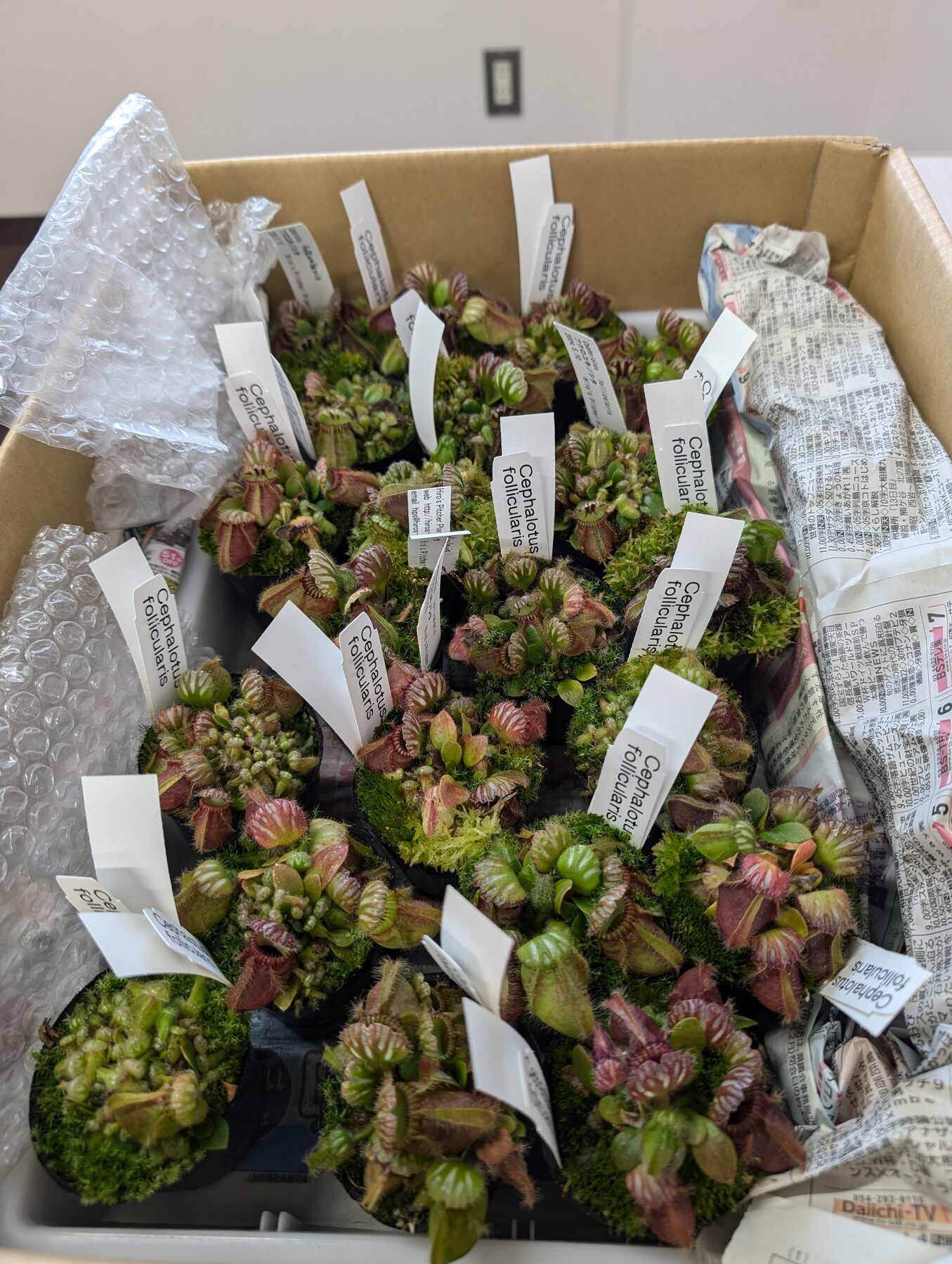 共同研究先への解析依頼に向けてフクロユキノシタを箱詰めした様子