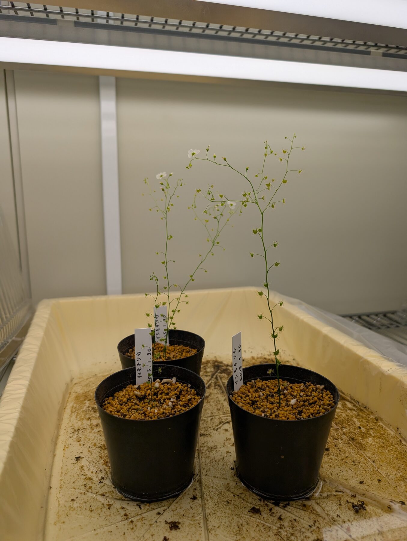 分与いただいたイシモチソウの開花の様子