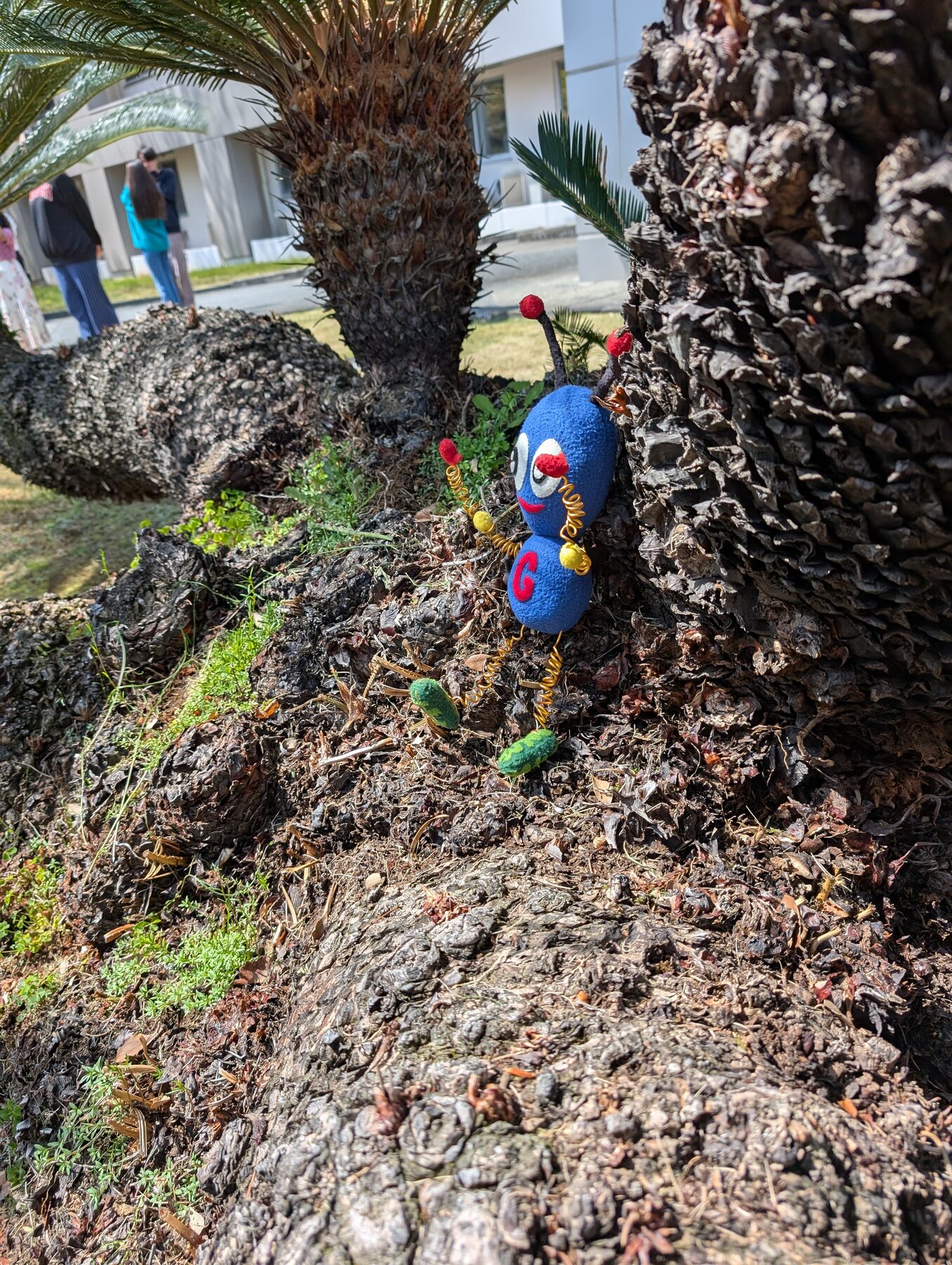 遺伝研ロータリーのソテツで見つけたゲノムシくん