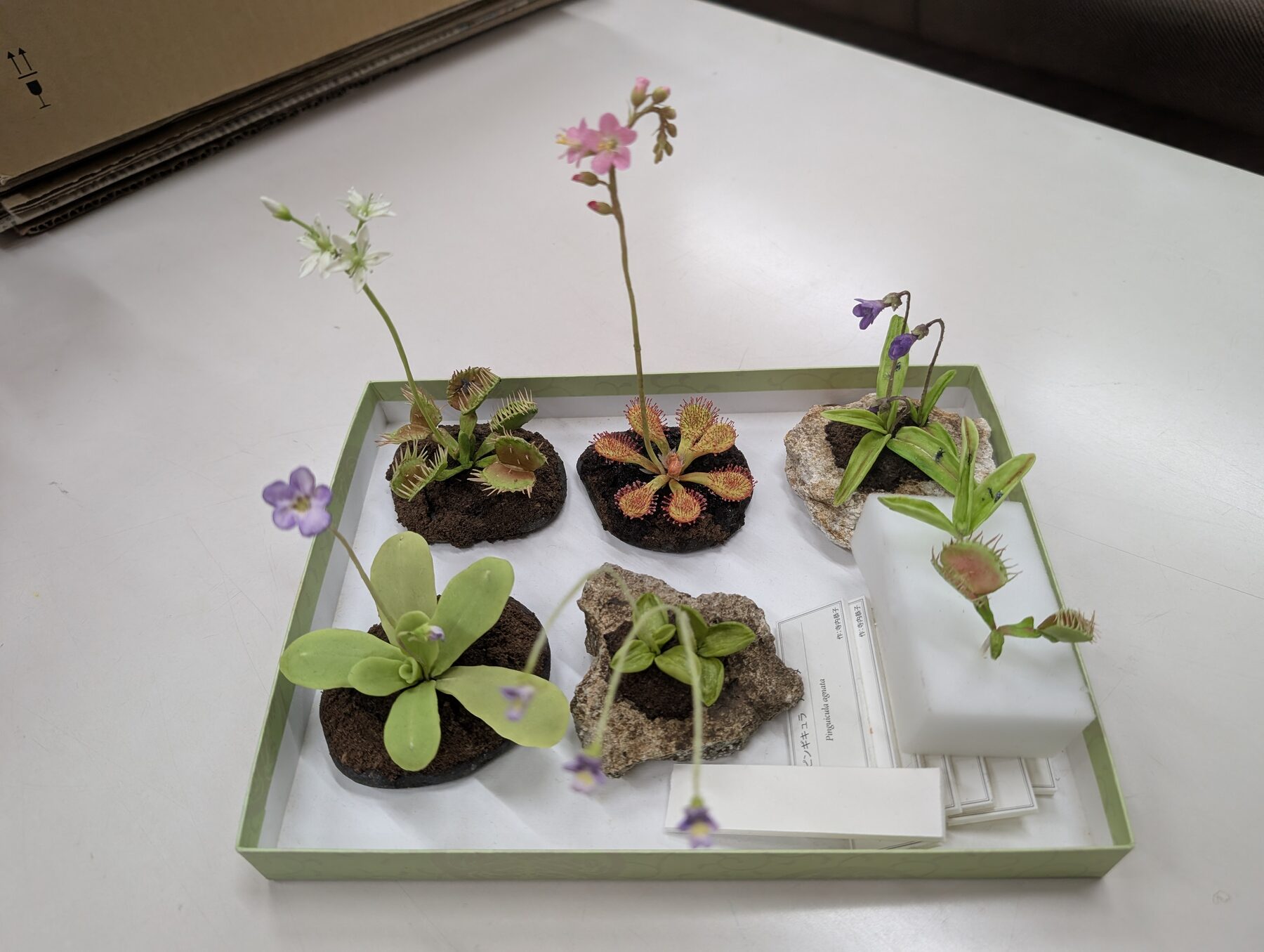 ふじのくに地球環境史ミュージアムで見学した食虫植物の模型