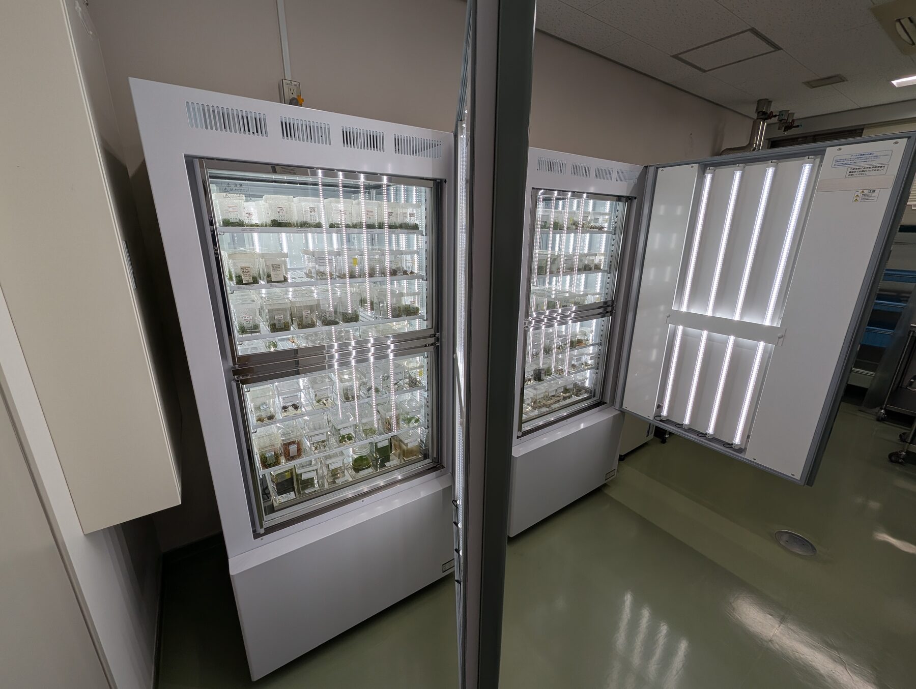 無菌培養体を育成している培養庫