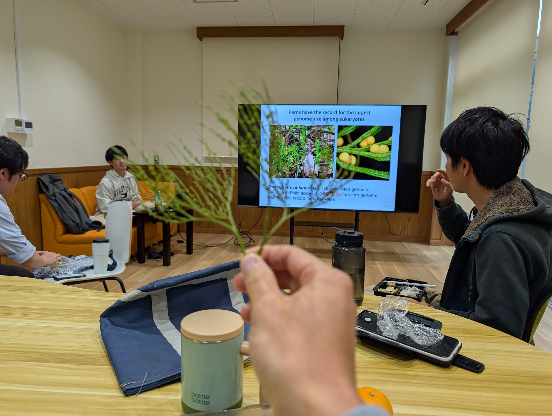 ラボミーティングでマツバランの実物を観察している様子
