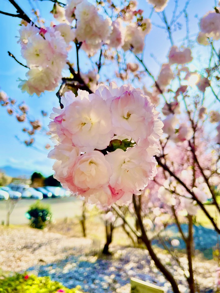 遺伝研のどこかにある桜