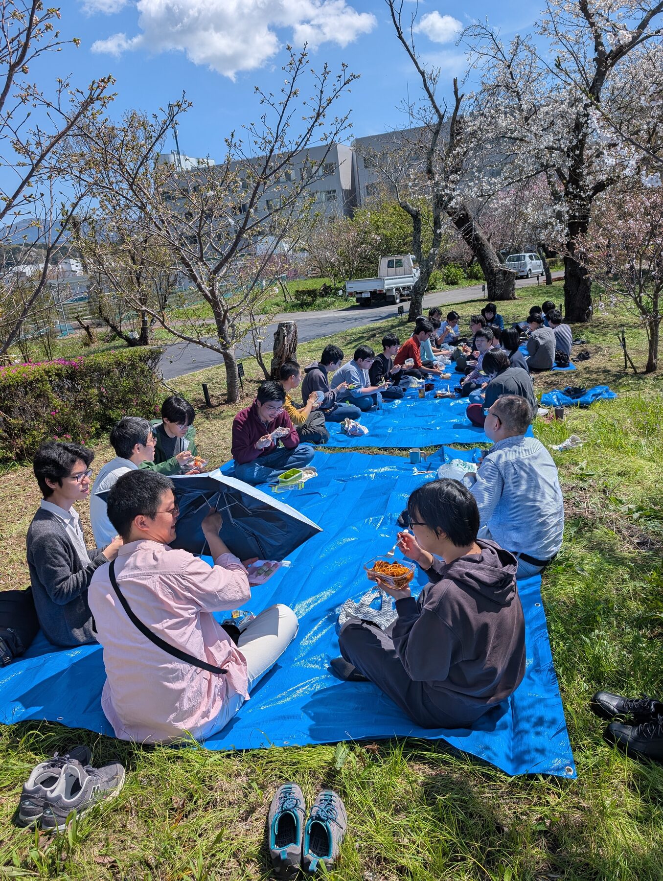 遺伝研構内での花見の様子