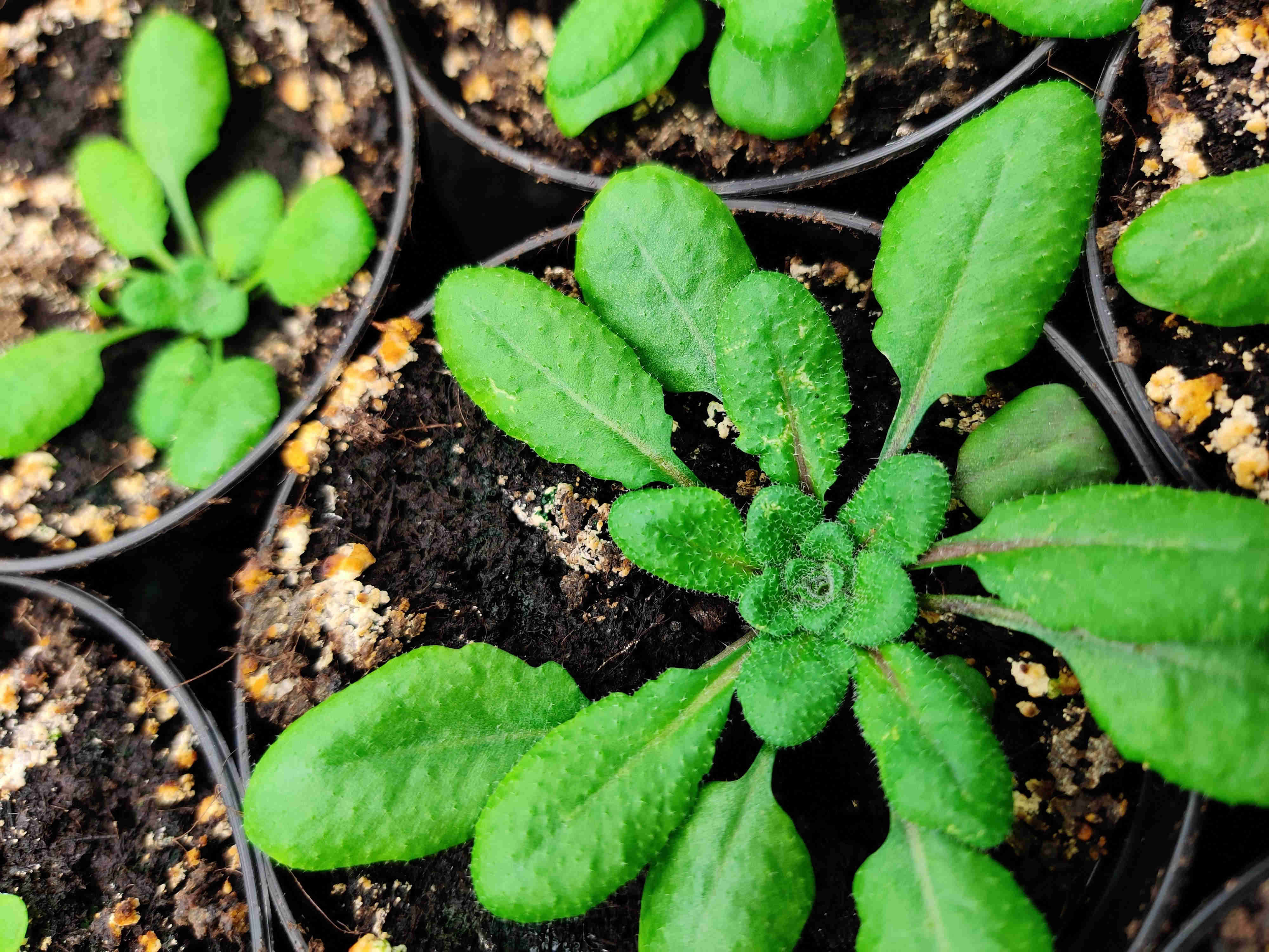 Arabidopsis thaliana