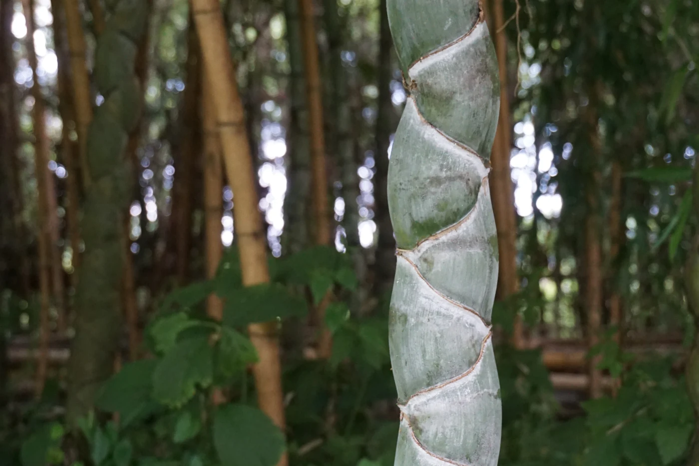 Kikkouchiku bamboo culm