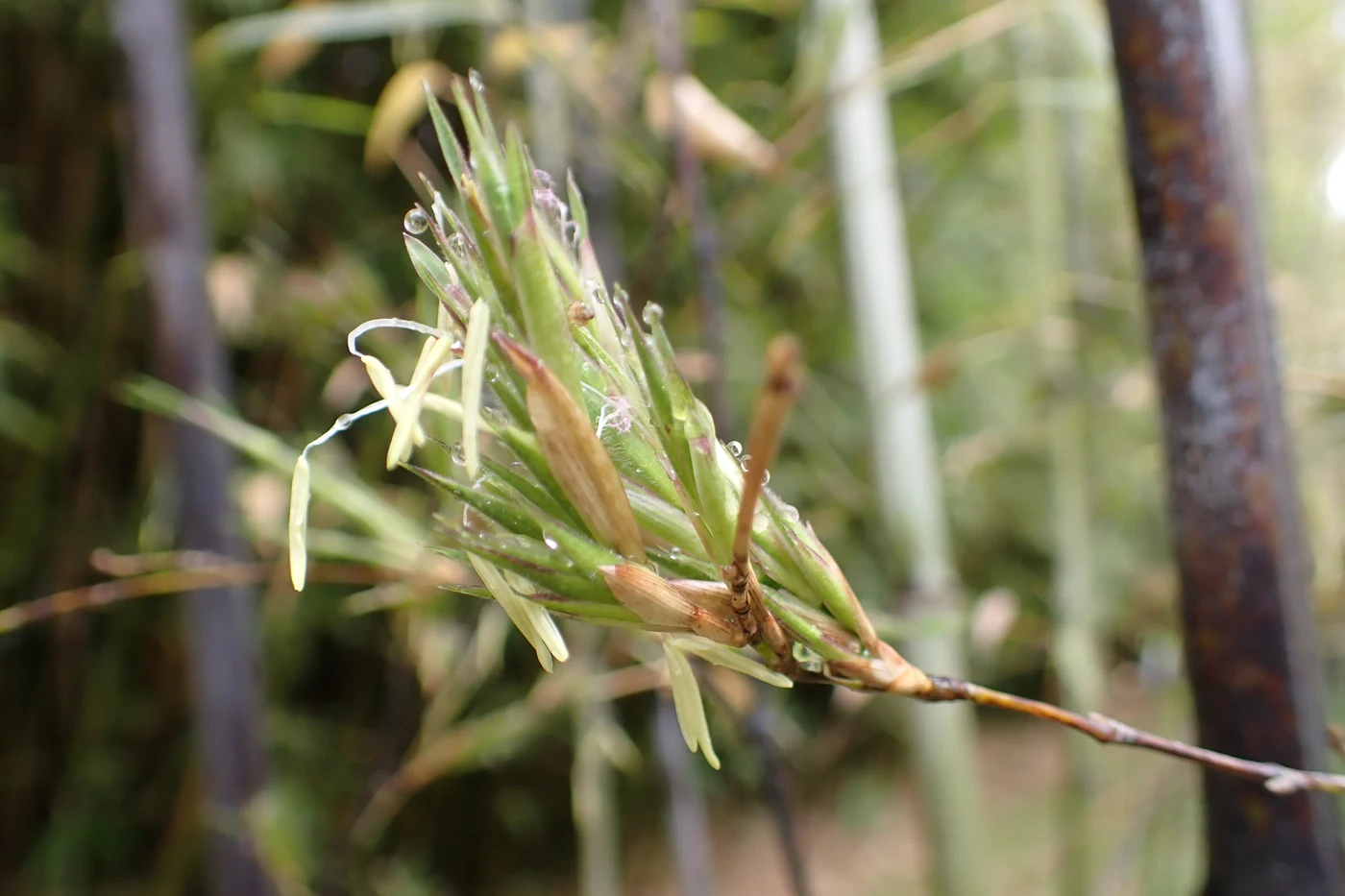 Kurochiku bamboo flower