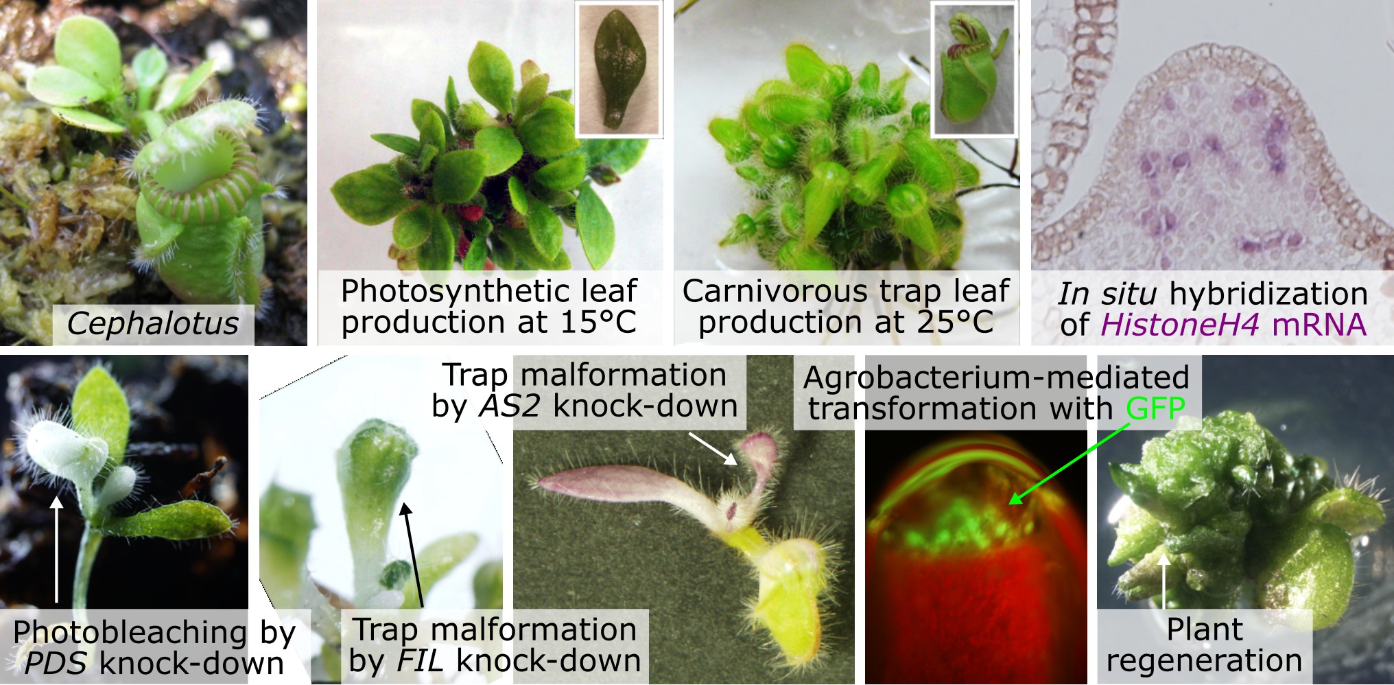 Plant Molecular Biology