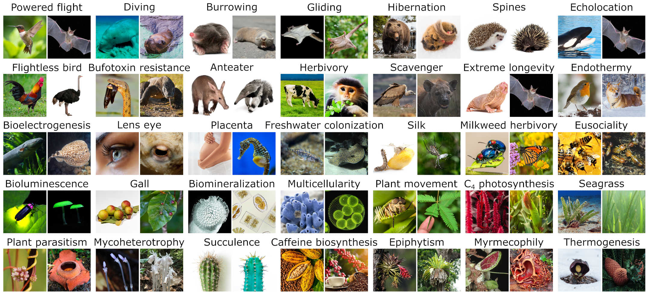 Convergent evolution