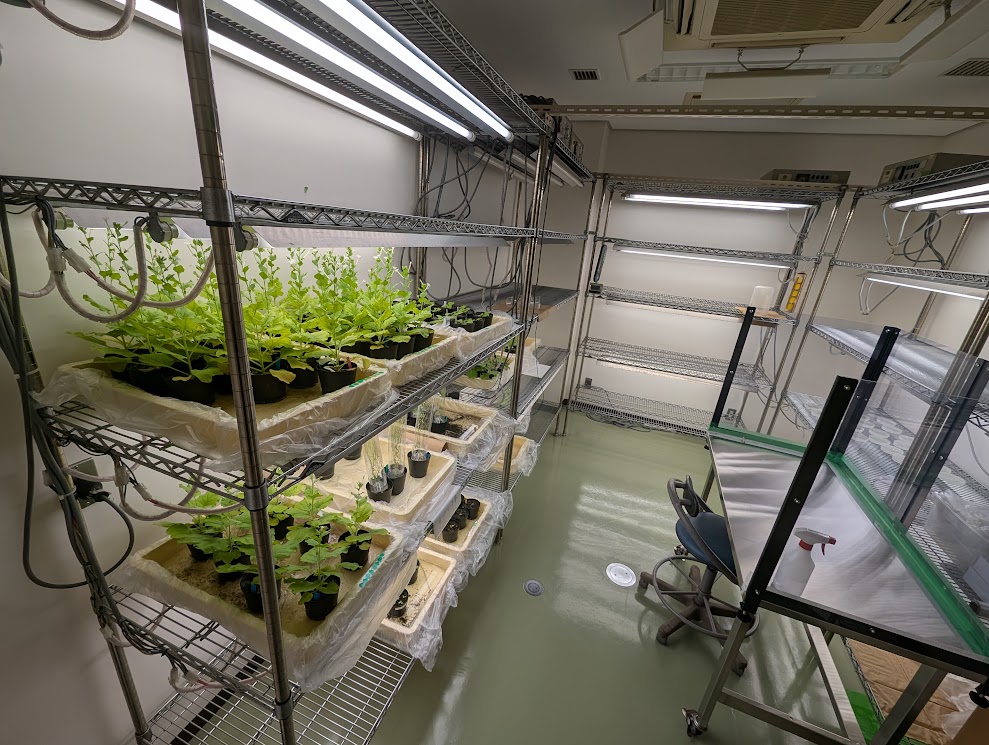 Arabidopsis cultivation room