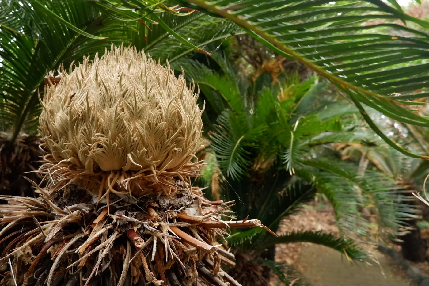 Cycas ovulate cone