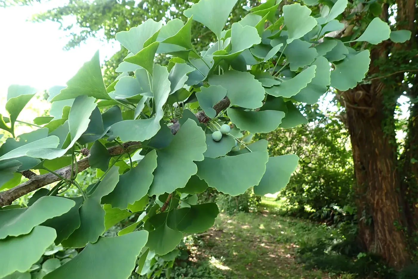 Ginkgo ovules