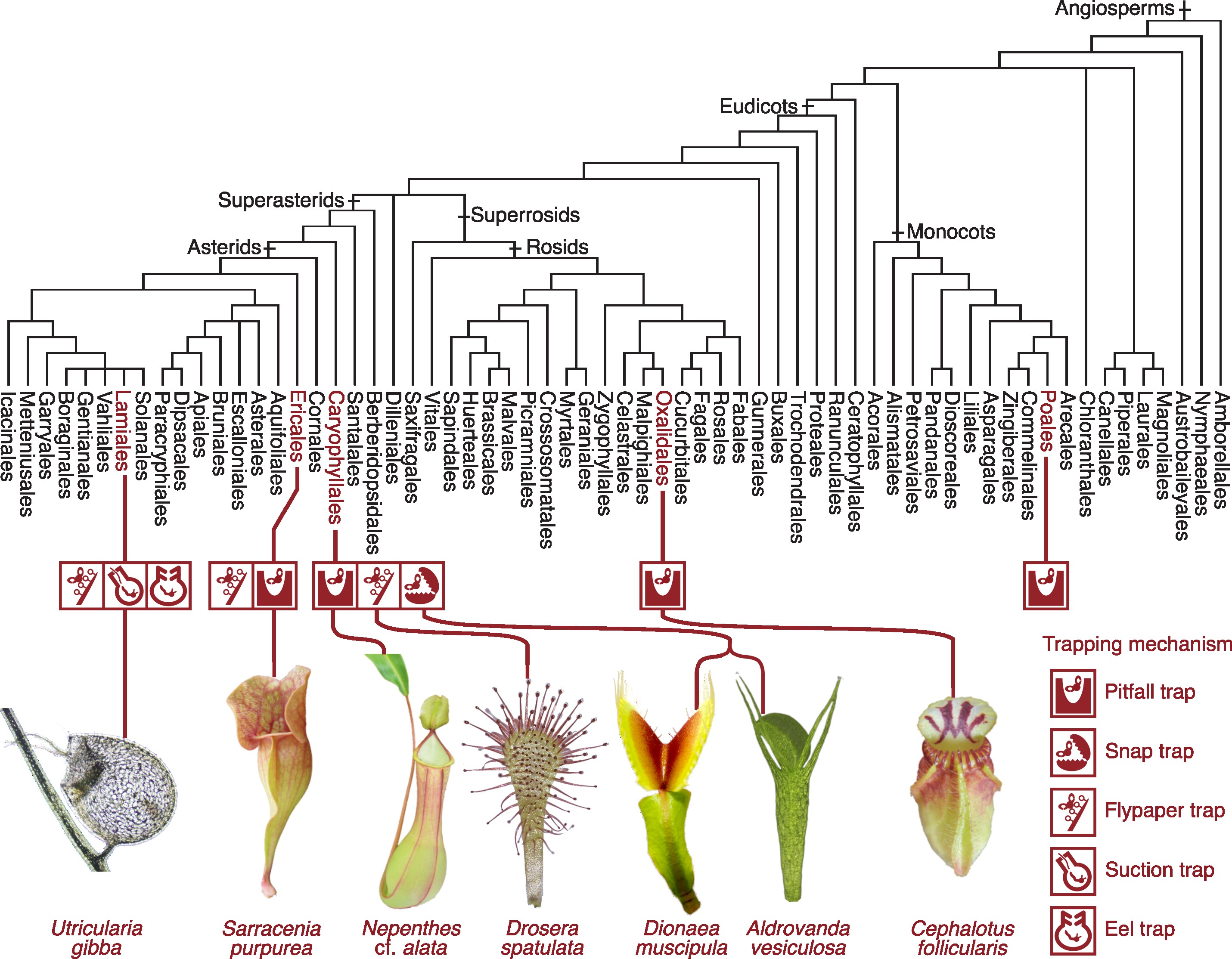 Carnivorous plant evolution