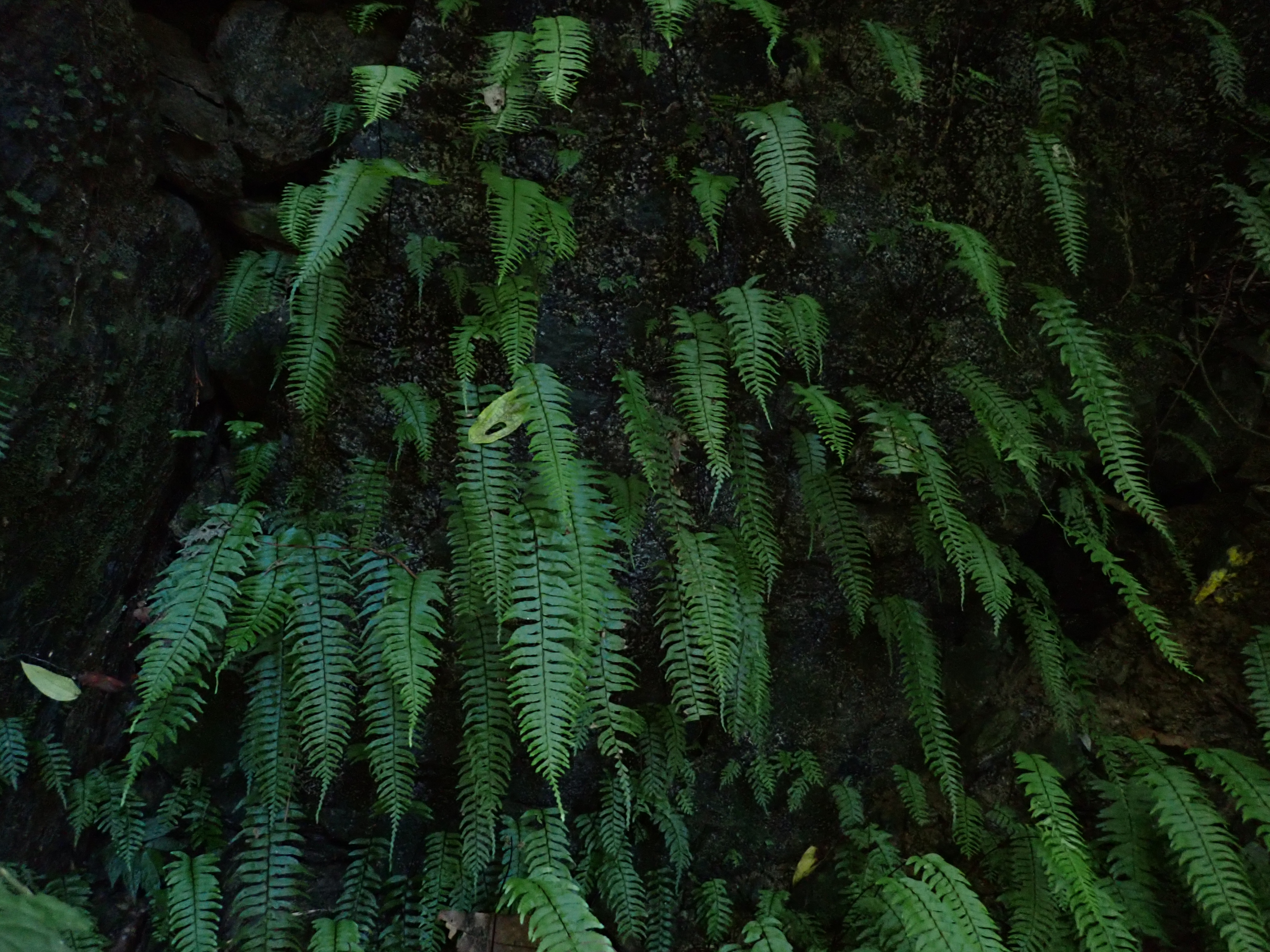 Hymenasplenium murakami-hatanakae