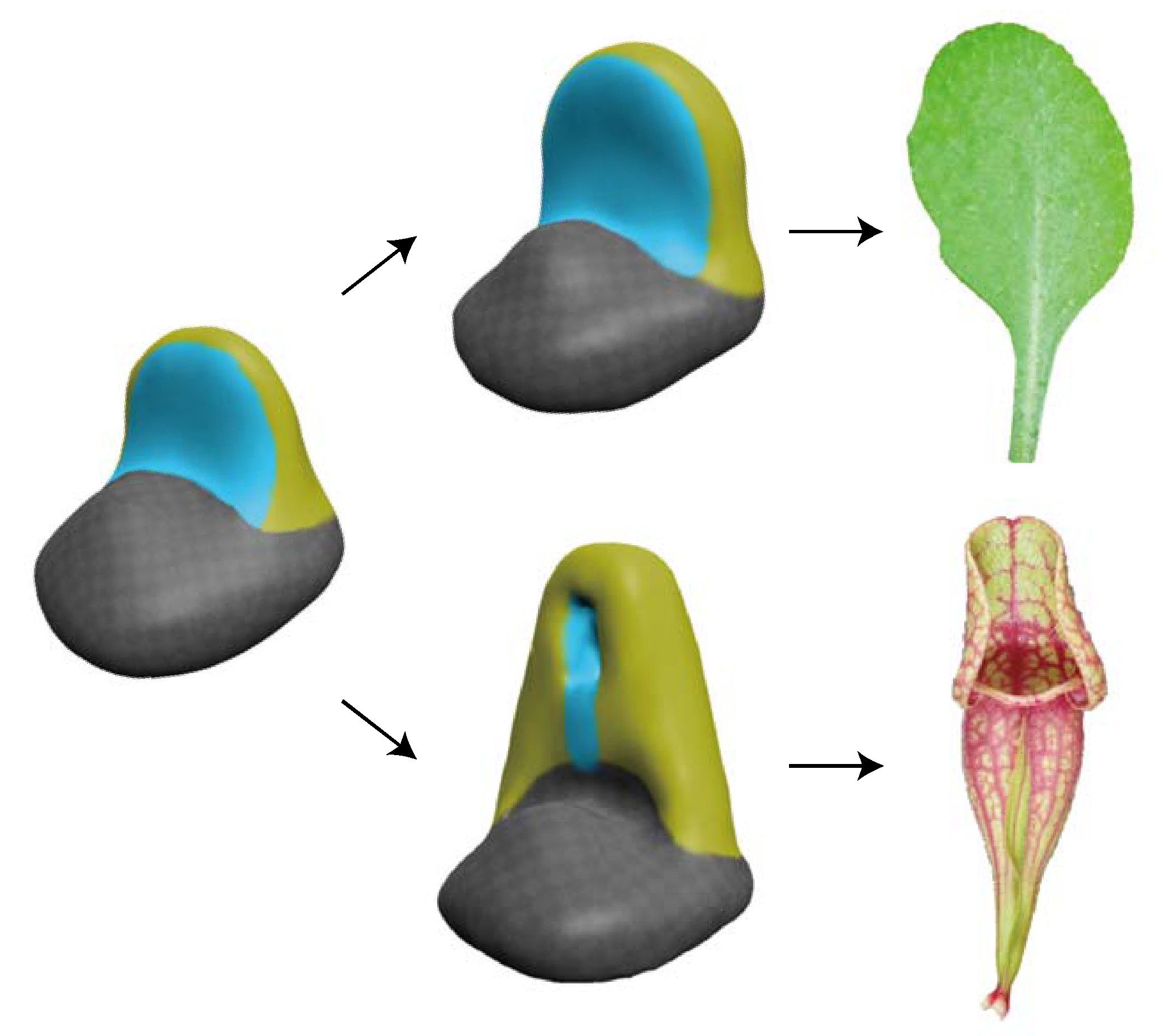 Leaf Evo-Devo