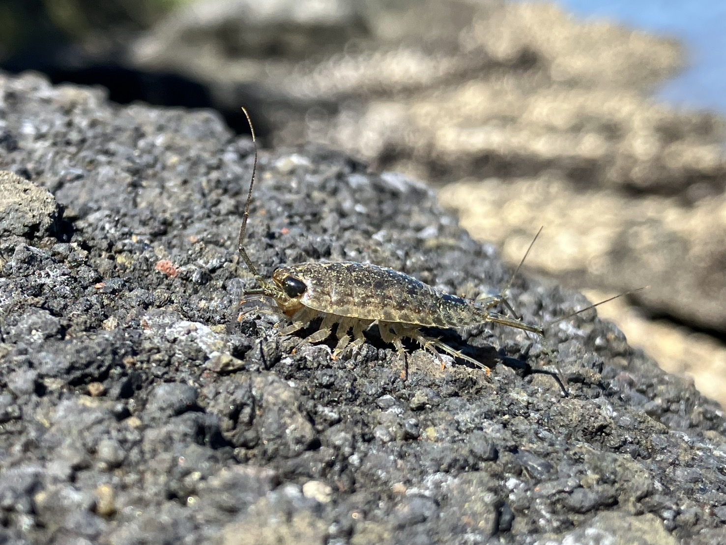 Ligia sp.