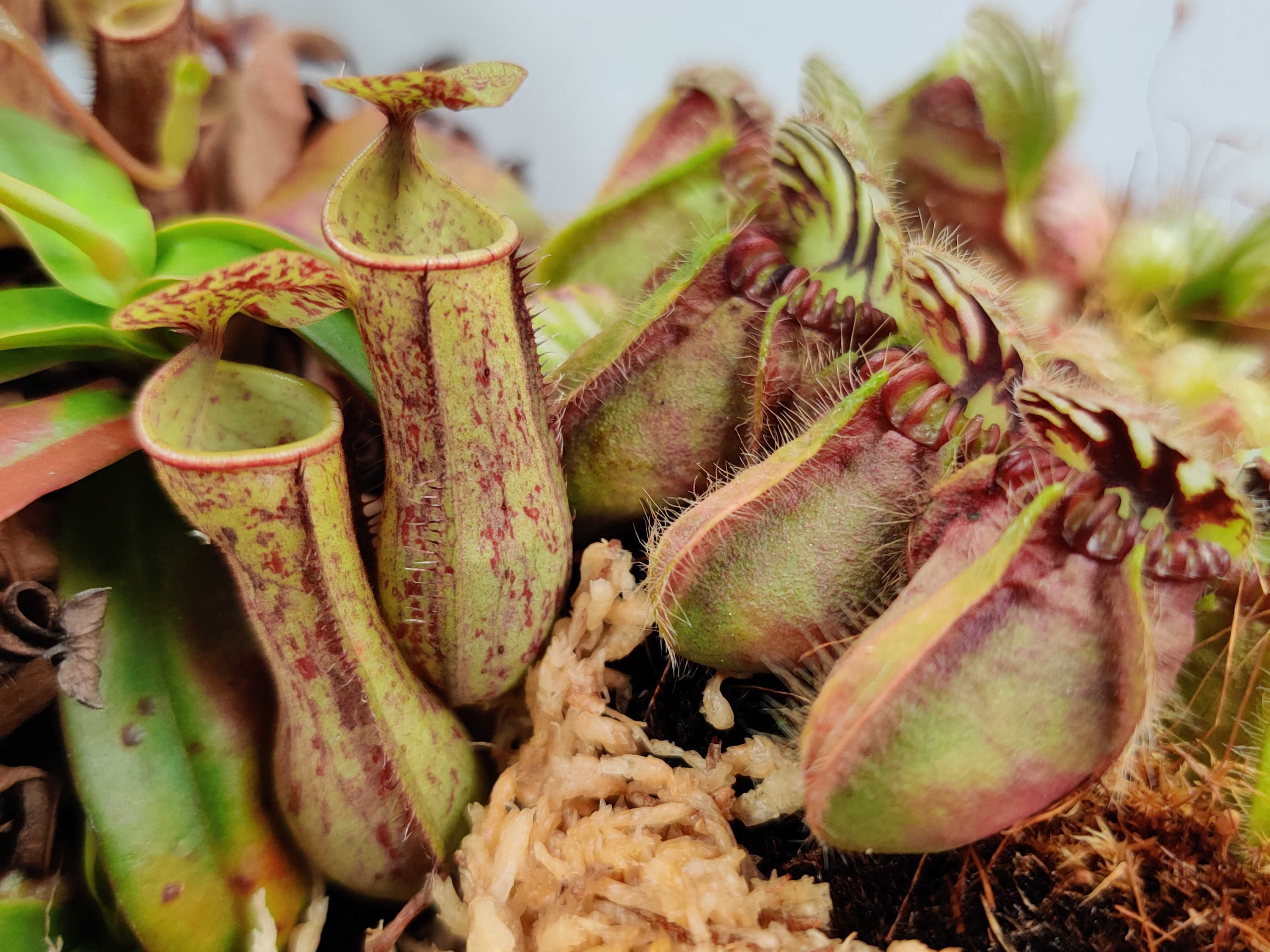 Nepenthes and Cephalotus