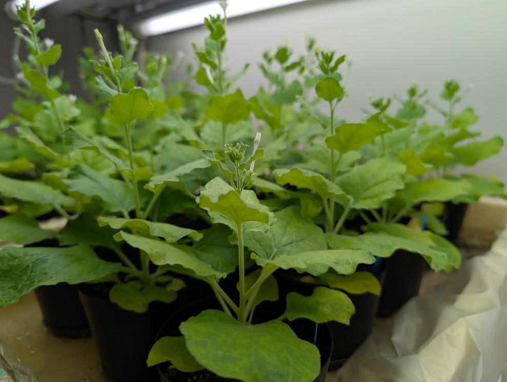 Nicotiana benthamiana