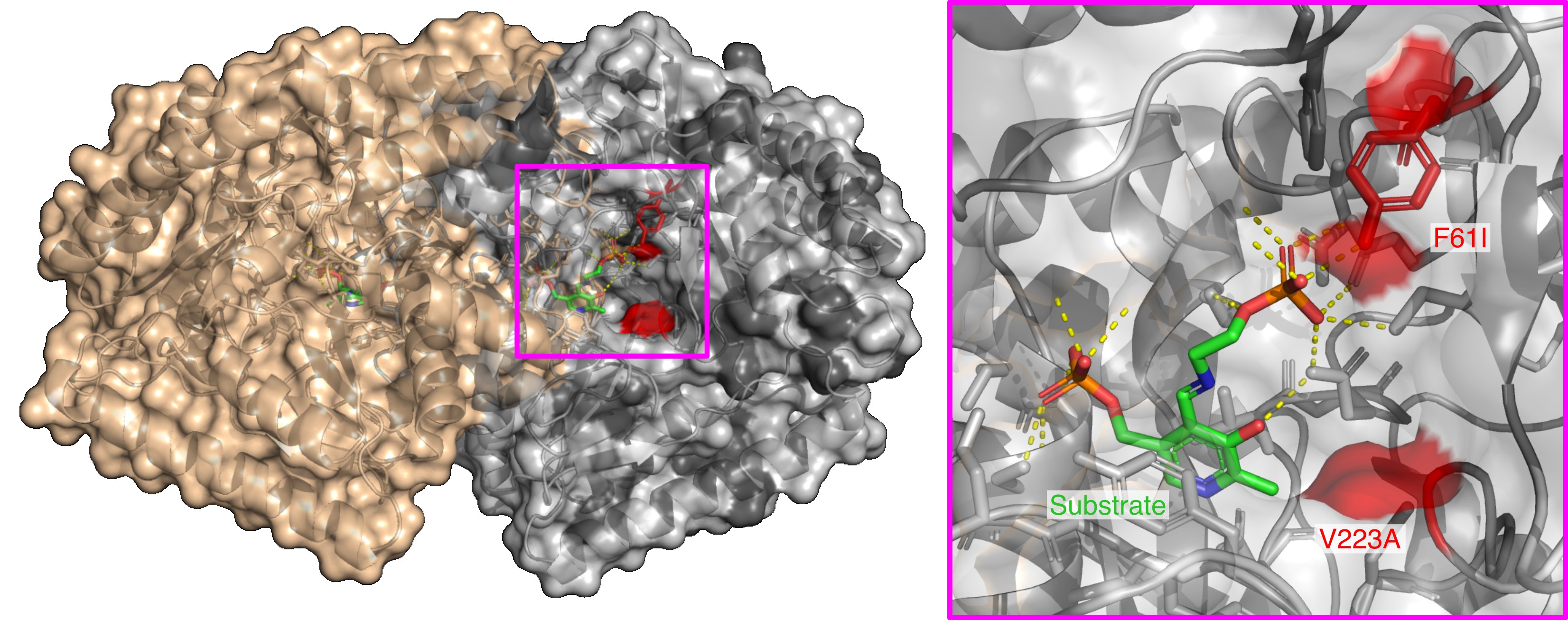 Protein structure