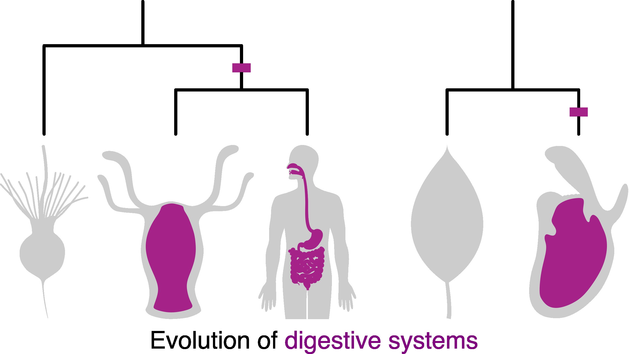 Evolution of digestive systems