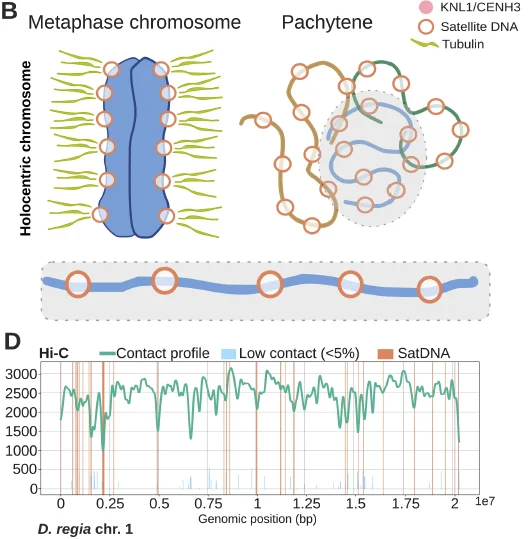 albertCPGenome2025.webp