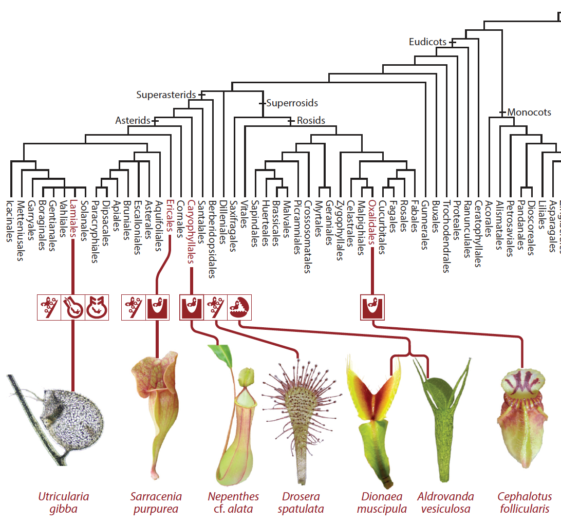 hedrichOriginCarnivoryMolecular2021.png