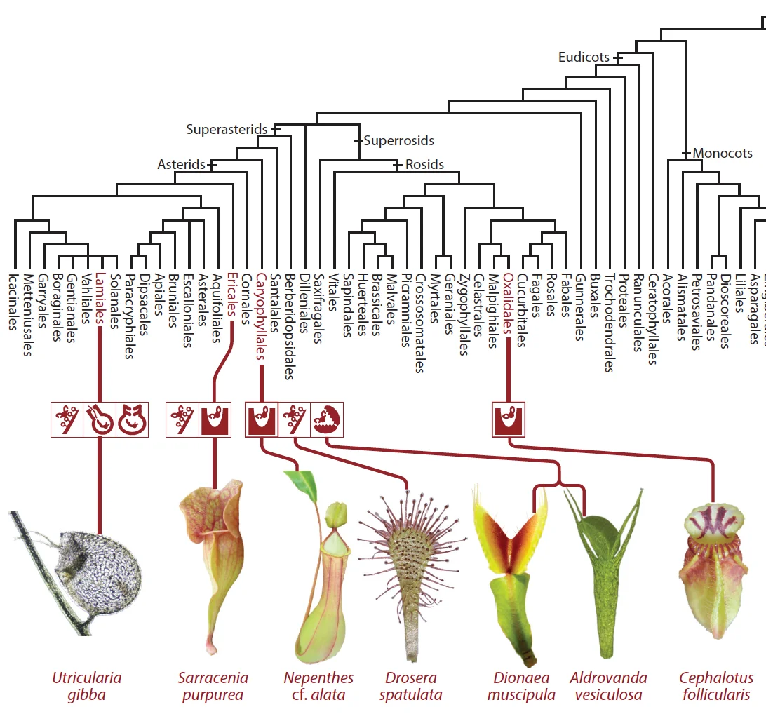 hedrichOriginCarnivoryMolecular2021.webp