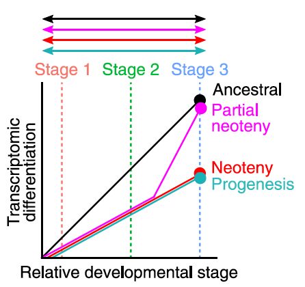 suetsuguTranscriptomicHeterochronyCompletely2023.png