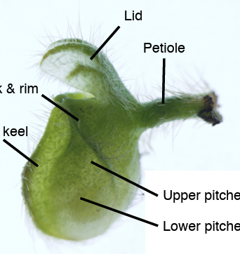wakatakeCephalotus2025.png